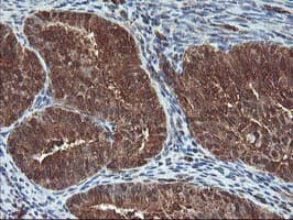 UBOX5 Antibody (clone OTI1C5)
