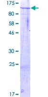 Human RBM12B Protein (Recombinant GST)