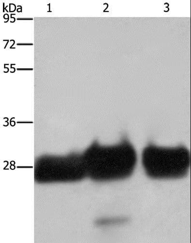 SLIM / FHL1 Antibody