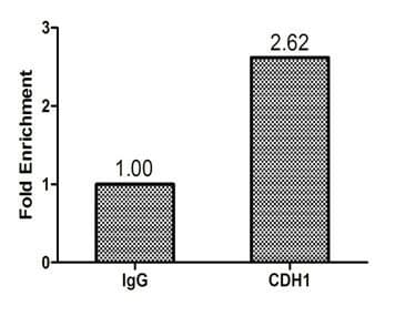 CHD1 Antibody (aa1501-1710)