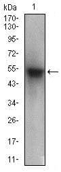 PON1 / ESA Antibody (aa1-200, clone 4G8D3)