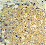 RNASEK Antibody (aa26-55)