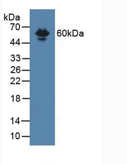 CD105 Antibody (aa27-137)
