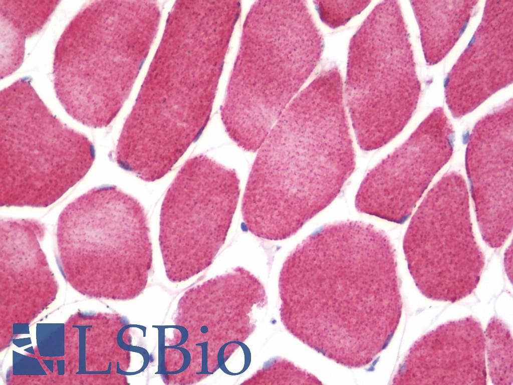 IHC-plus™ TNFSF4 / OX40L / CD252 Antibody (aa102-131)