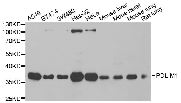 PDLIM1 Antibody