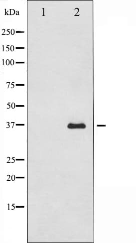 CASP12 / Caspase 12 Antibody