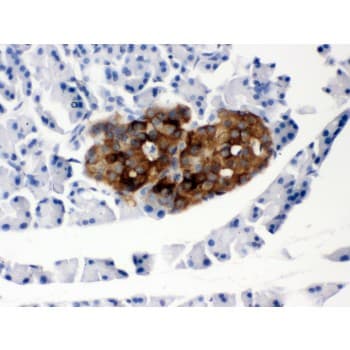 PRNP / PrP / Prion Antibody (aa143-230)