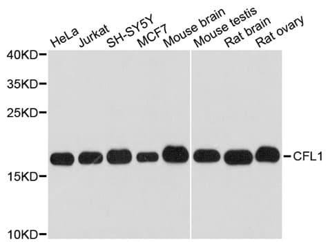 CFL1 / Cofilin Antibody