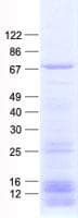 Human DYNC1LI1 Protein (Recombinant His, N-Terminal)