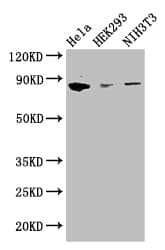 IHC-plus™ Polyclonal Rabbit anti-Human CHGB / Chromogranin B Antibody (IHC, WB)
