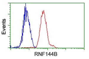 RNF144B Antibody (clone OTI11F4)