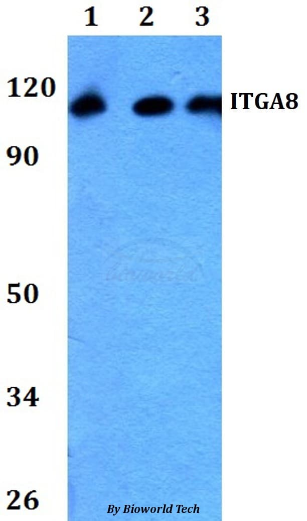 ITGA8 / Integrin Alpha 8 Antibody