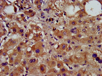 CCNY / Cyclin Y Antibody