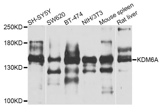 KDM6A / UTX Antibody