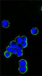 Mouse Anti-Human IgG Fc Secondary Antibody (clone 4A10)