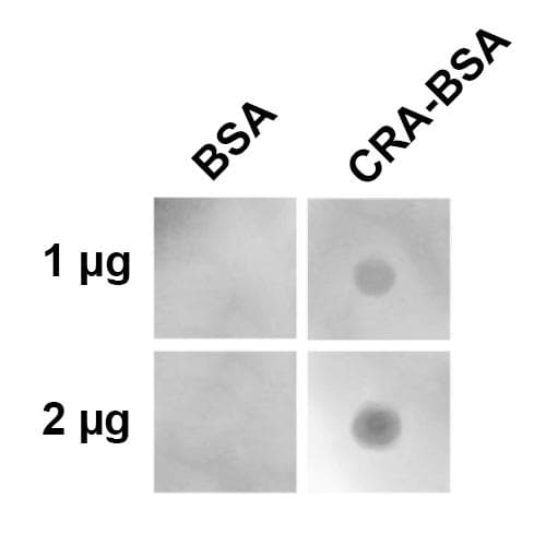 Crotonaldehyde Antibody (clone 2D3.1, AP)