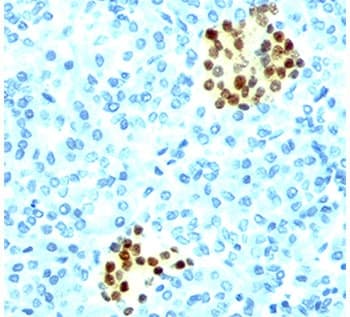 NKX2-2 Antibody (clone NX2/294)