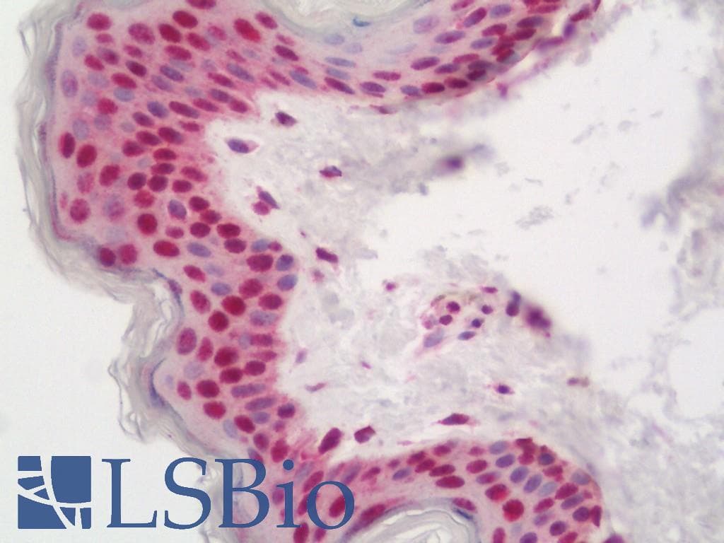 PathPlus™ HES5 Antibody