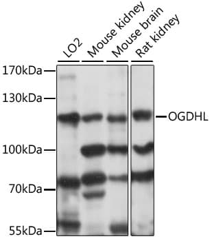 OGDHL Antibody