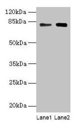 IHC-plus™ Polyclonal Rabbit anti-Human MASP1 / MASP Antibody (IHC, WB)