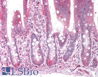 AOC1 Antibody (aa347-466)