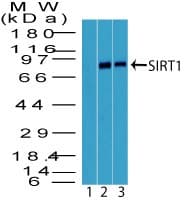 Polyclonal Rabbit anti-Human SIRT1 / Sirtuin 1 Antibody (aa400-450, WB)