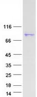 Human MARK2 Protein (Recombinant Myc-DDK (Flag))