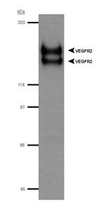 KDR / VEGFR2 / FLK1 Antibody (aa1300-1367)