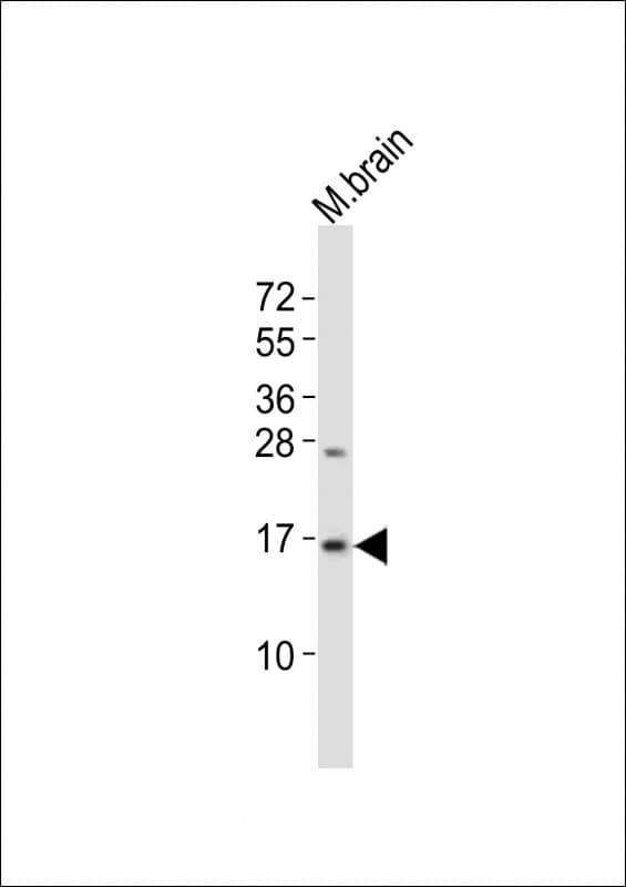 Polyclonal Rabbit anti-Zebrafish MAP1LC3B / LC3B Antibody (aa16-50, WB)