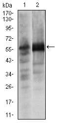Monoclonal Mouse anti-Human SOX9 Antibody (clone 1B11, IF, WB)