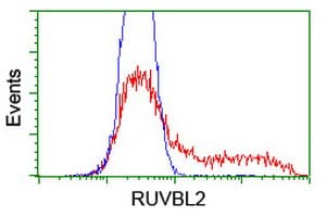 TIP48 / RUVBL2 Antibody (clone OTI1A6)