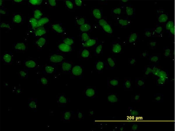DMTF1 Antibody (clone 5C6)