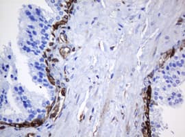 TMEM173 / STING Antibody (clone OTI4H1)