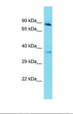 Polyclonal Rabbit anti-Human GPR141 Antibody (aa122-171, WB)
