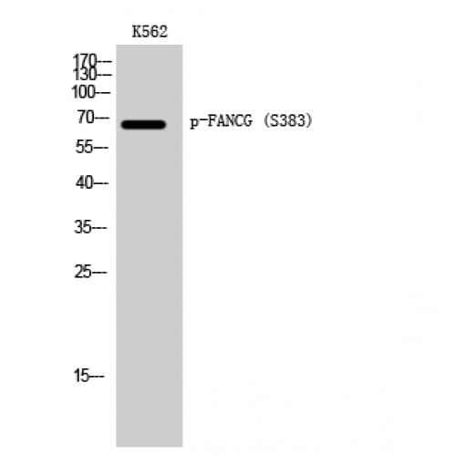 FANCG Antibody (330-410 aa)