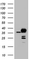 APEX1 / APE1 Antibody (clone OTI1H9)