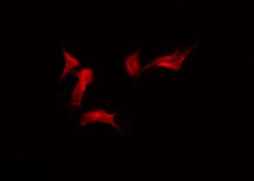 RFPL4A Antibody