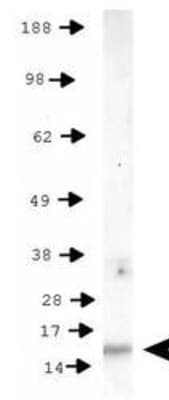 HIST3H3 Antibody (phospho-Thr11)