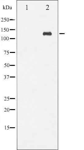 ABL1 / c-ABL Antibody (phospho-Tyr412)