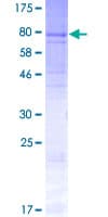 Human ACCN5 / HINAC Protein (Recombinant GST)