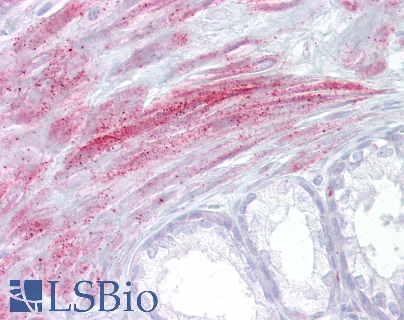 PathPlus™ TRPM8 Antibody (aa251-300)