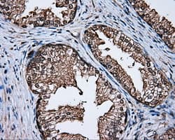 NPR3 Antibody (clone OTI2C2, Carrier-free)