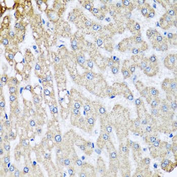 COX5B Antibody