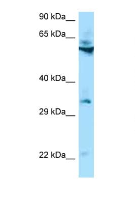 TMEM192 Antibody (aa60-109)