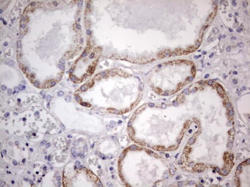 APC Antibody (aa955-1382, clone OTI2B8)