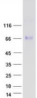 Human ASIC1 / ACCN2 Protein (Recombinant Myc-DDK (Flag))