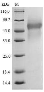 Salmonella typhimurium prgJ Protein (Recombinant 6His-SUMO, N-terminus)