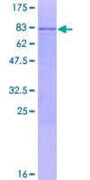 Human CDC14B Protein (Recombinant GST)