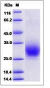 Human RAMP3 Protein (Recombinant Human IgG Fc, C-terminus)