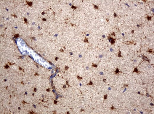 ALDH1L1 Antibody (clone UMAB45)